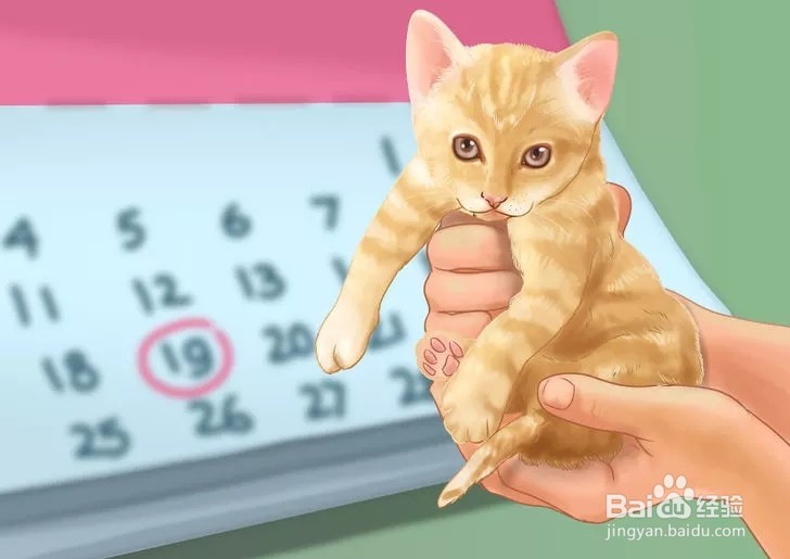 怎样照顾幼猫？