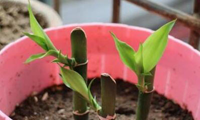 桂花树插枝能活吗?应该怎么插?