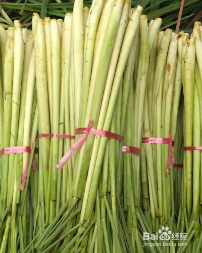 草本植物香茅如何养殖？