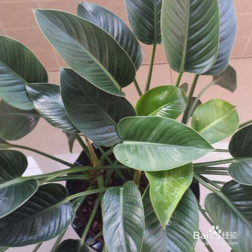 绿钻的培育方法和注意事项