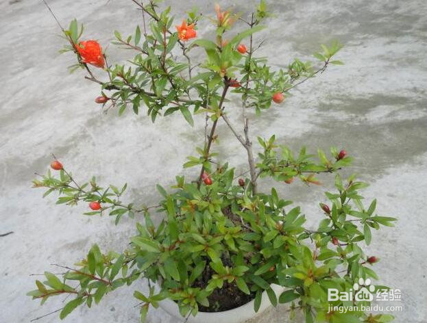 月季石榴盆栽制作方法