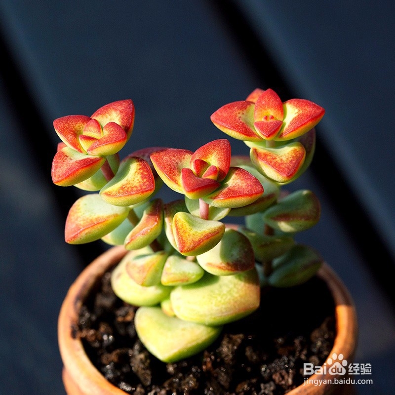 养殖多肉植物的注意事项