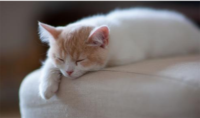 猫咪精神不好食欲不振怎么办