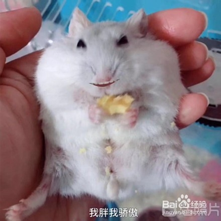 如何制作一款与众不同又会说话的表情包