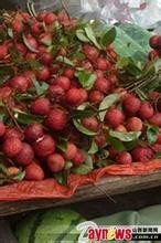 教您挑选新鲜的荔枝.