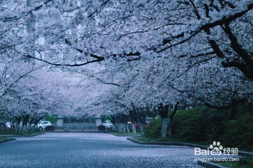 南京林业大学樱花