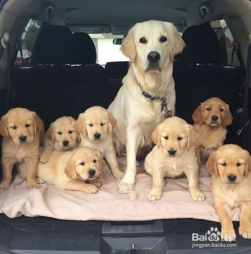 挑选金毛幼犬的六大方法