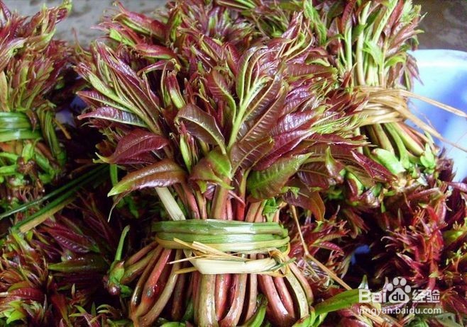 香椿这些好处你知道吗？