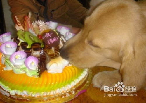 给狗狗喂蛋糕的注意事项