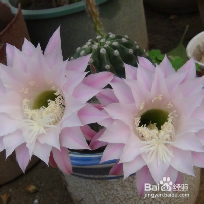 我家的仙人球养殖知识