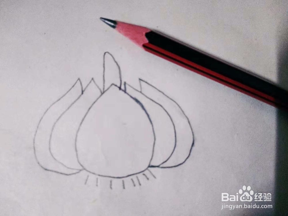 大蒜怎么画