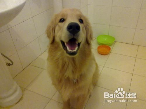 狗狗中暑了怎么处理