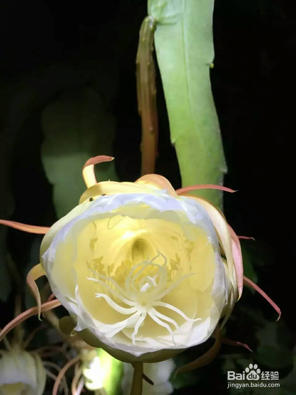 经常对你说这些情话的，说明已经爱你入骨?