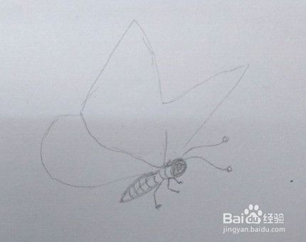 蝴蝶画法教程（7）蝴蝶怎么画，如何画蝴蝶？