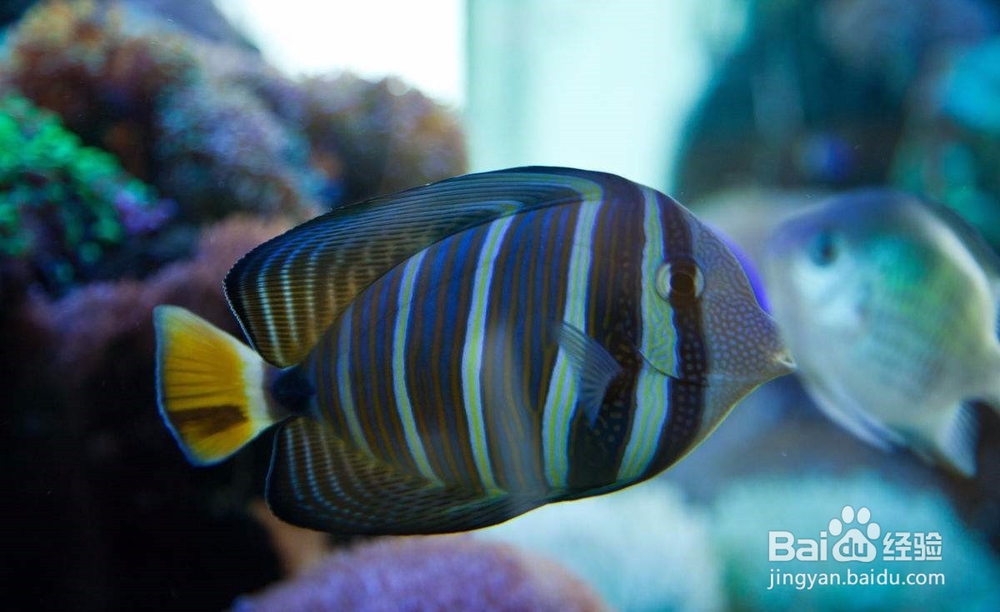 怎样预防海水鱼的细菌性出血病