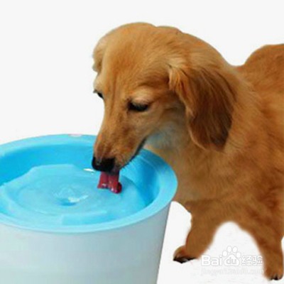狗狗喝水的注意事项 百度经验
