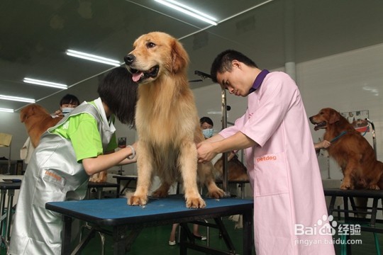 宠物美容师好就业吗