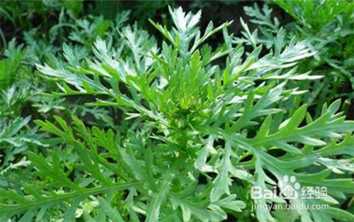 茼蒿的种植方法和时间