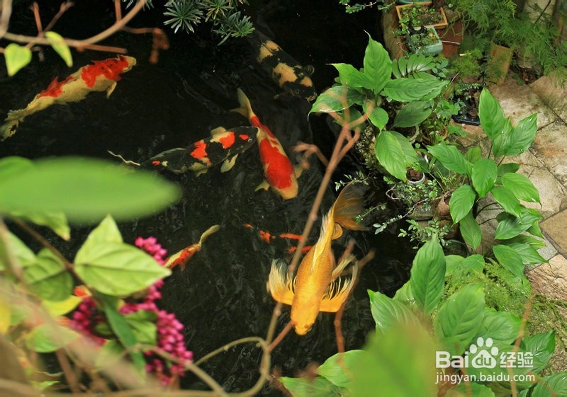 为你的庭院量身打造鱼池过滤系统