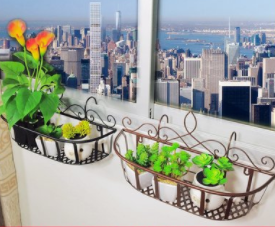 绿萝放置时应注意点什么？