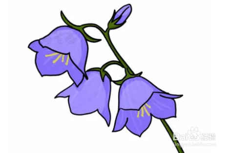 风铃草简笔画