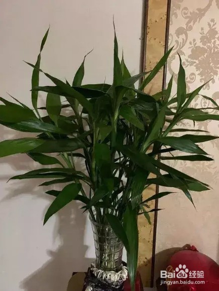 富贵竹浓绿油亮，瓶底长满大白根