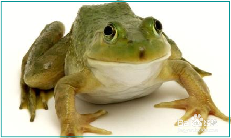 怎样区分青蛙和蟾蜍