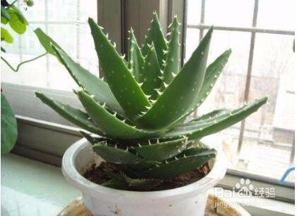 个人宿舍可以养什么植物