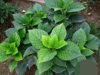 八仙花叶子水渍样变怎么办