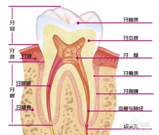 长智齿的了怎么办？