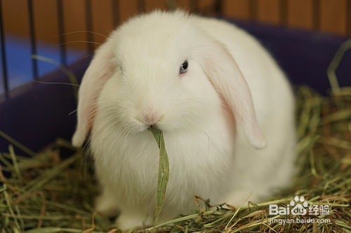 兔耳螨用生石灰怎么消毒，兔子耳螨用生石灰清洁