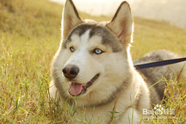 一岁的哈士奇怎样长肉