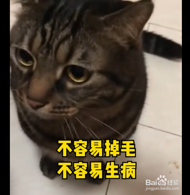 00后更适合养什么猫?