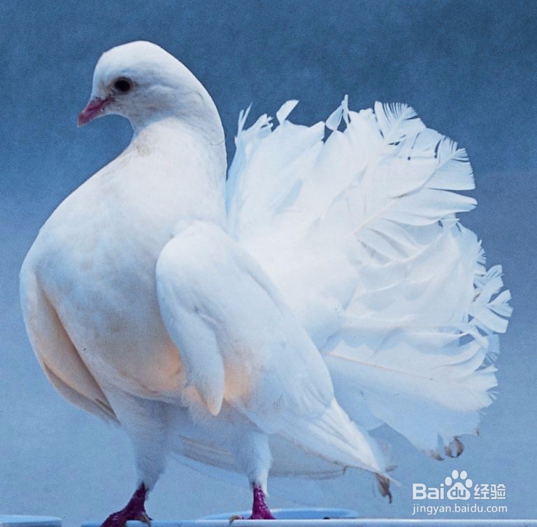 凤尾鸽子怎么辨别公母