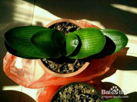 君子兰冬天就得这么养,不烂根、不黄叶,开花几十朵!