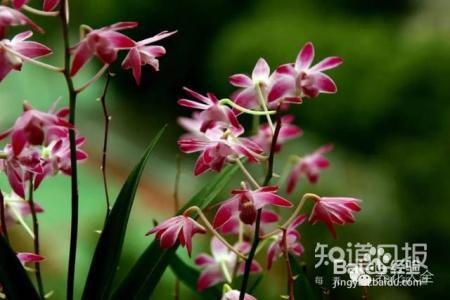 100种兰花品种图鉴，花开瞬间，艳冠群芳！