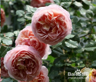 蓝妖：不可错过的经典灌木月季品种介绍