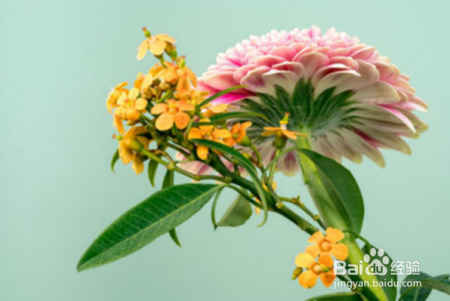 植物是如何感知我们的世界的?