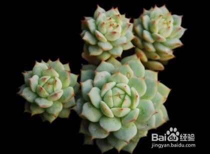 多肉植物如何养好 百度经验 多肉植物如何养好 百度经验