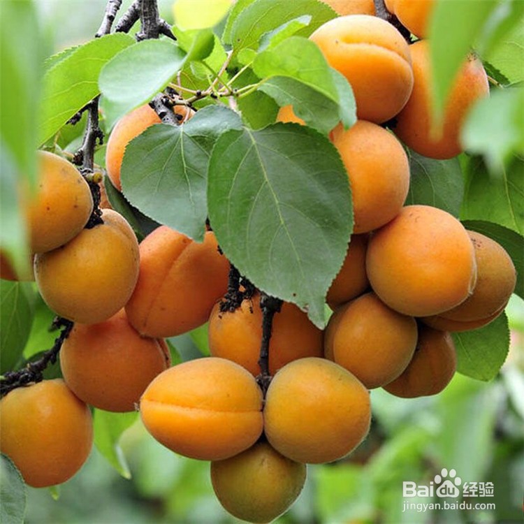 如何防止杏熟太快