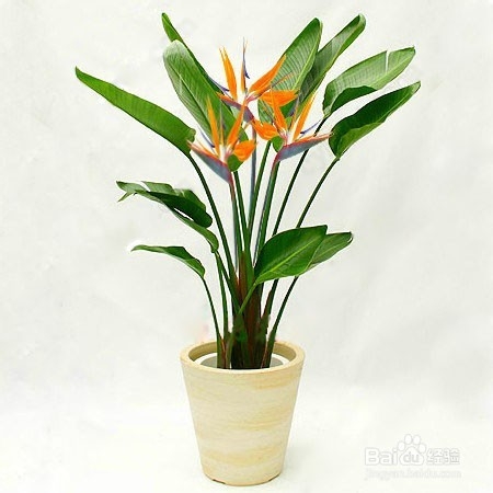 送男性朋友什么花好？