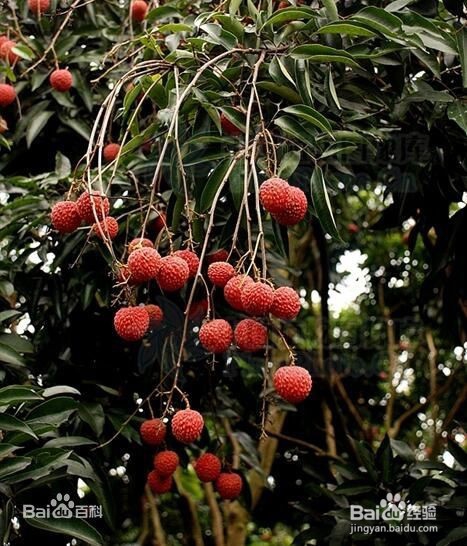 中医偏方书上那些关于免疫力的药食材