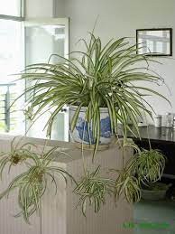 室内什么植物最好养又好看