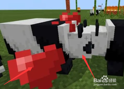 我的世界熊猫怎么养