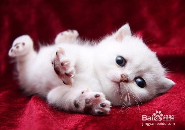 小猫一直叫的原因及解决办法