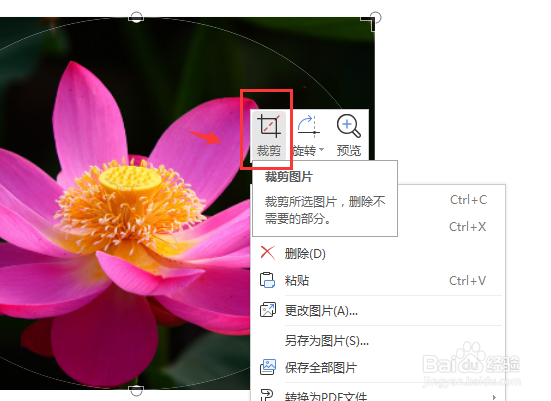 如何将word里面图片裁剪成圆形