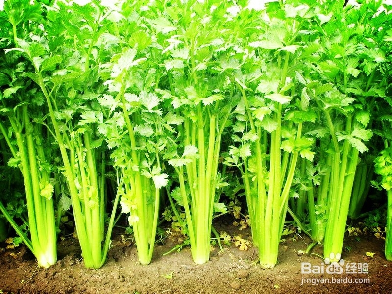 芹菜的功效都有哪些？