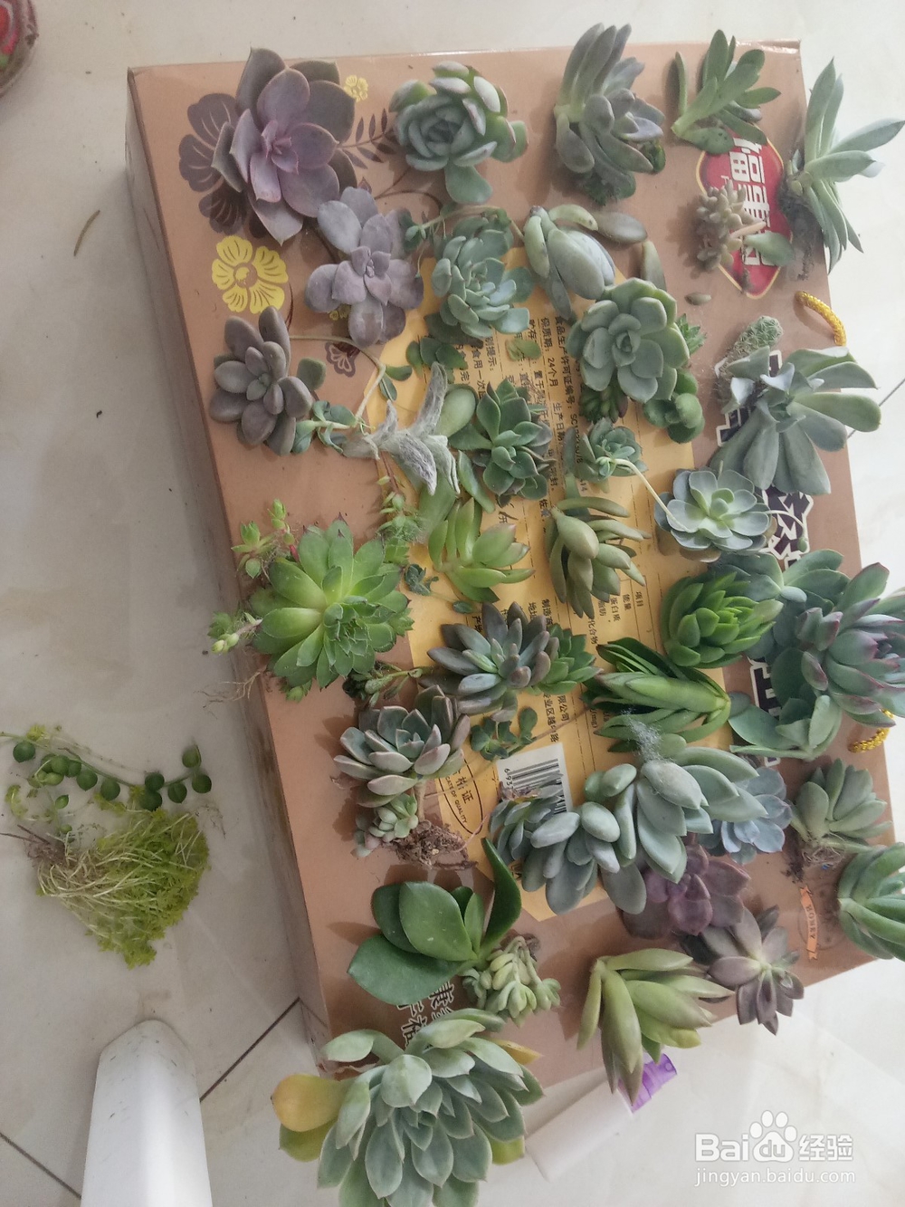 多肉植物怎么培养出根