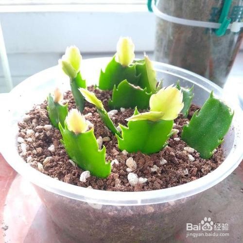 蟹爪兰扦插成活后怎么上盆