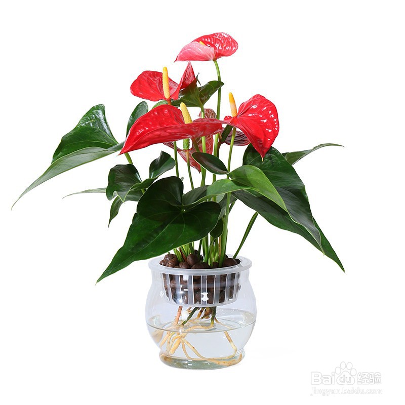 一帆风顺怎么水养